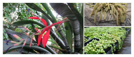 Interior Planting Image